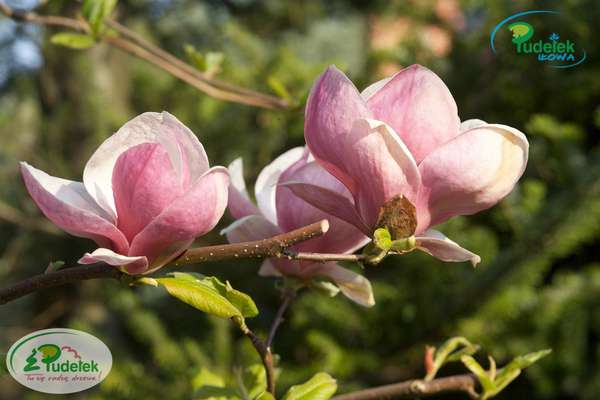 Magnolia Rustica Rubra
